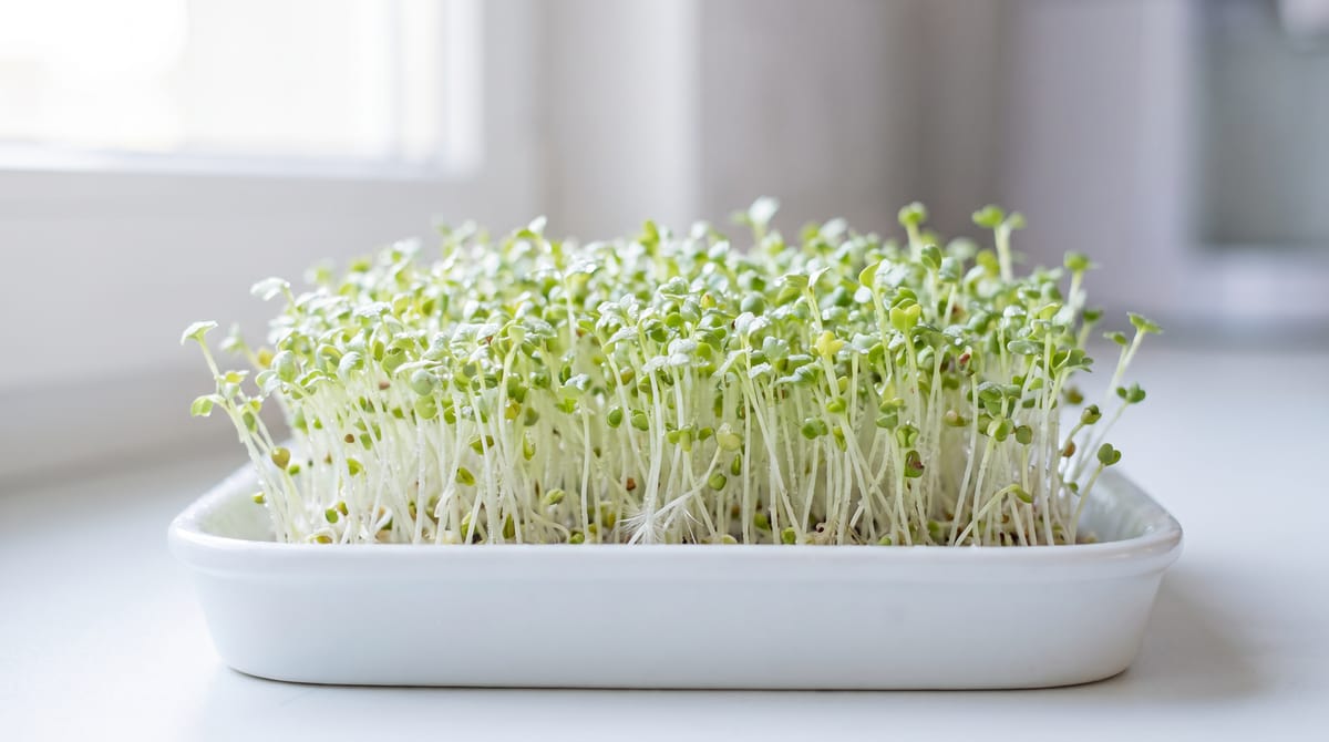 Broccoli sprouts growing in a shallow tray