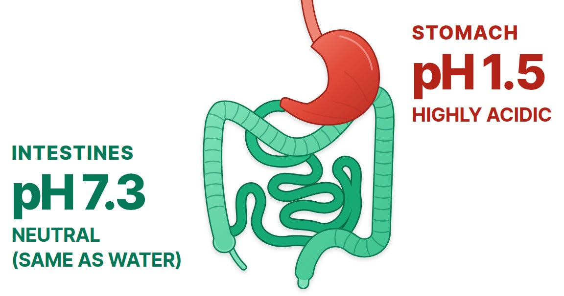 Diagram of the digestive tract: the stomach, pH 1.5, highly acidic, and the intestines, pH 7.3, neutral (same as water)